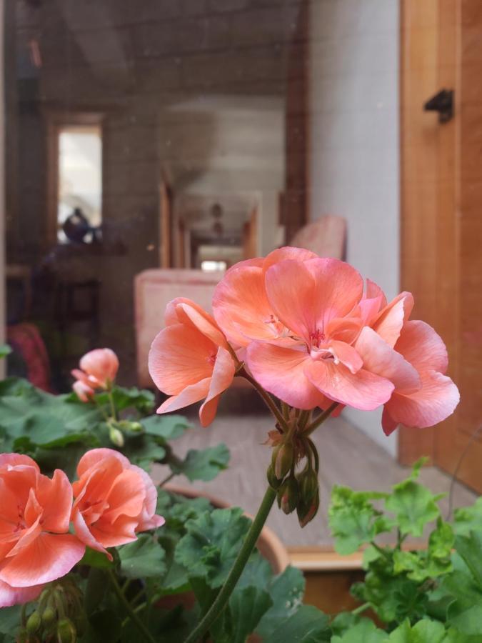 Casa Carmen Otel San Cristóbal de Las Casas Dış mekan fotoğraf